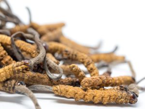 Cordyceps stabilizuje cukr i cholesterol