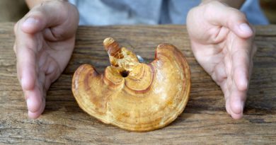 Nejznámější medicinální houby: S čím pomáhá reishi, cordyceps a chaga? Nejznámější medicinální houby: S čím pomáhá reishi, cordyceps a chaga?