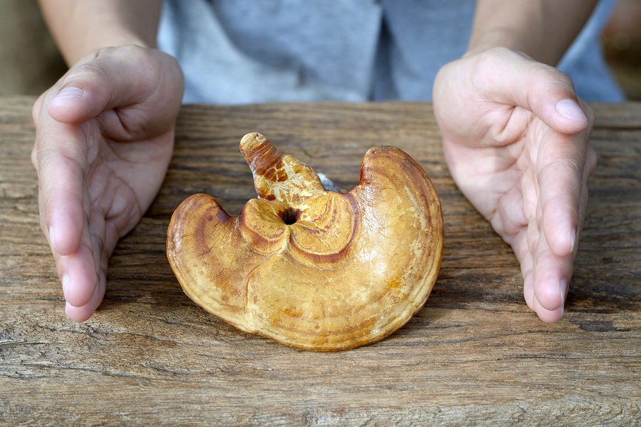 Nejznámější medicinální houby: S čím pomáhá reishi, cordyceps a chaga?