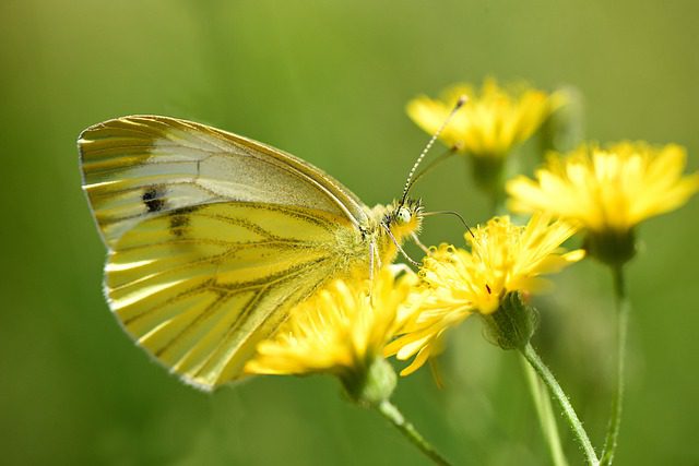 Pampeliška lékařská snižuje vysoký krevní tlak, cholesterol a diabetikům hladinu cukru v krvi